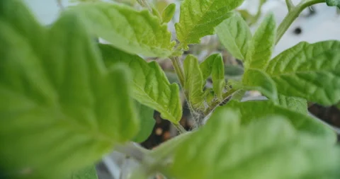 Close-Up of a Young Tomato Shoot Stock Footage 276675798