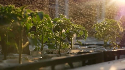 Close-up of young tomato sprouts Video stock 133132723