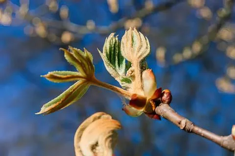 Close-up of a young tree branch with new leaves and buds Stock Photos