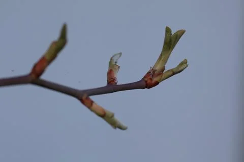A close-up of a young tree branch Fotos de archivo