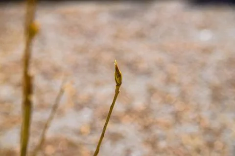 Close up young tree bud Stock Photos