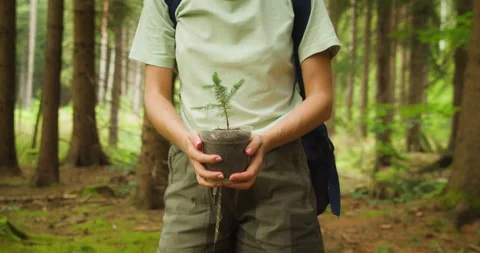 A close-up of a young tree held by a person in a forest. Woman walking in Video stock 271008688