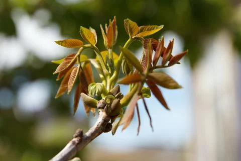 Close-up of young tree leaves sprouting in spring sunlight outdoors Stock Photos