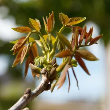 Close-up of young tree leaves sprouting in spring sunlight outdoors Foto stock
