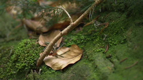 Close up of young tree with new shoots Stock Footage 59604679