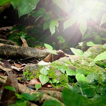 Close up, young tree. Stock Photos