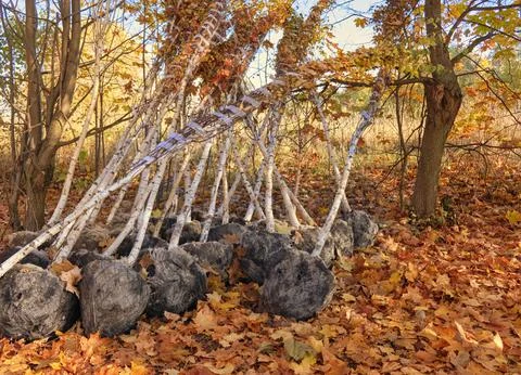 Close-up of a young tree ready to be planted. Planting a tree in autumn Stock Photos