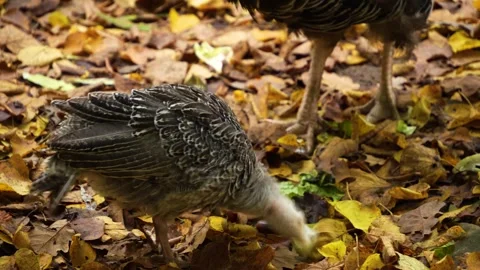 Close up of a young turkey  Stock Footage 289668857