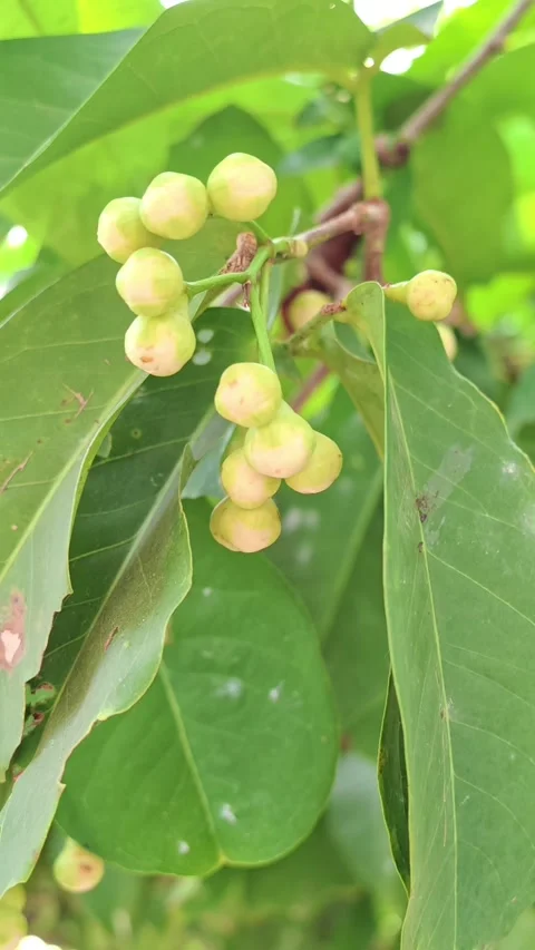 Close-up of young unripe water apple fruits growing on a tree branch with gr 動画素材 341069768