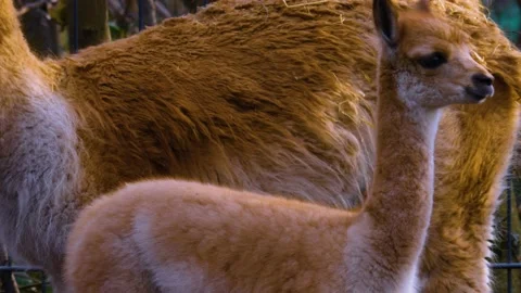 Close up of young vicuna Stock Footage 144386558