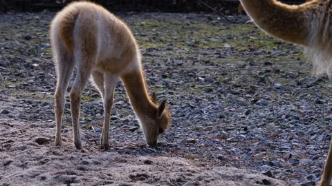 Close up of young vicuna  Stock Footage 145256047