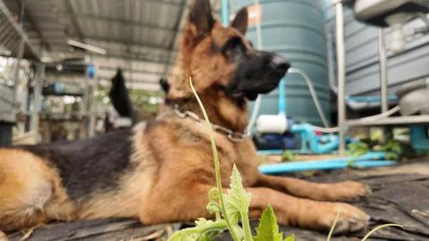 Close-up of a young vine shoot in focus with a blurred background of a resti Foto stock
