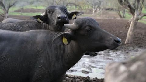 Close-up of a young water buffalo's face peeking through a group of others, with Stock Footage 288525464