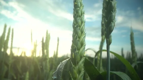 Close up young wheat seedlings growing in a field. Green wheat growing in soil Stock Footage 161968179