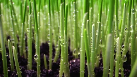 Close-up of young wheat sprouts with condensation beads attached. The lush .. Stock Footage 299237231