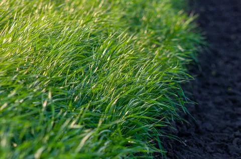 Close-up of young wheat, thin green stems in the spring in the warm rays of t Stock Photos