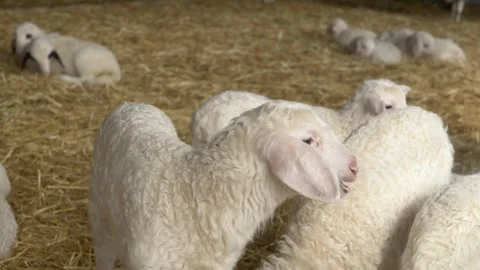 Close-up of a young white Assam lamb chewing dry hay. The tender scene Stock Footage 315674612