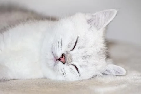 Close up young white cat sleeping Stock Photos