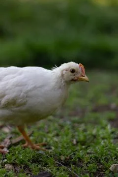Close-Up Of A Young White Chicken 스톡 사진