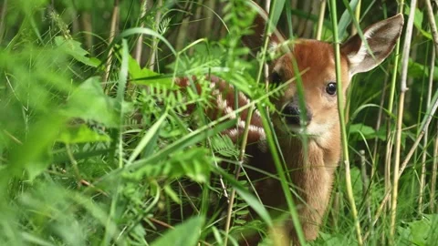 Close-Up of a Young White-Tailed Deer Fawn in Forest Vegetation Stock Footage 340235052