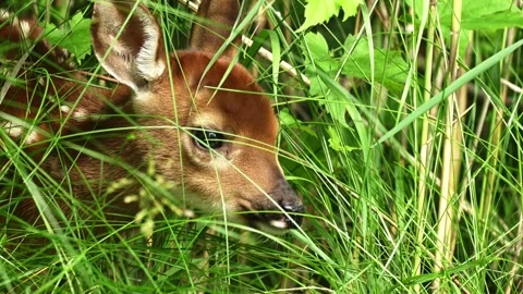 Close-Up of a Young White-Tailed Deer Fawn Emerging from Forest Vegetatio Stock Footage 340235985