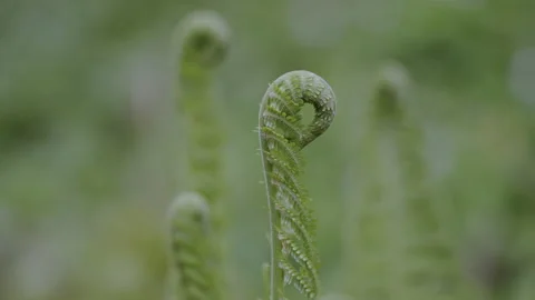 Close up of young wild fern in spring, Fresh green, in the old forest in Europe Stock Footage 184891979