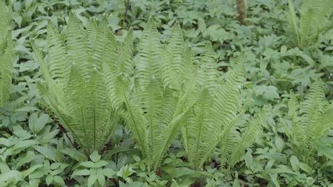 Close up of young wild fern in spring, Fresh green, in the old forest in Europe Stock Footage 201750139