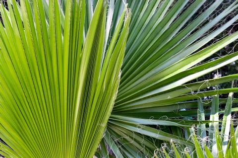Close-up of  young  windmill palm trees  in a  farm garden . Stock Photos
