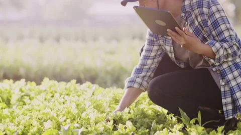 Close-up of a young woman farmer using a tablet in a green vegetable plot. Stock Footage 199557984