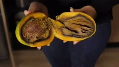 Rotten mango.. Stock Photo