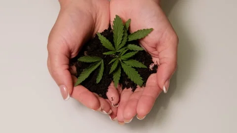 Close-up of a young woman's hands with a small cannabis seedling with the ground Stock Footage 272444850