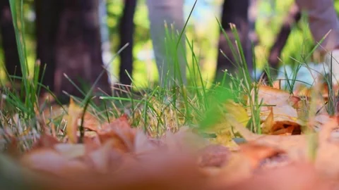 Close-up of a young woman's legs stepping on fallen leaves. Autumn season. Stock Footage 140026894