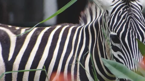 A close-up of young zebra eating grass. High quality footage. Stock Footage 341344668