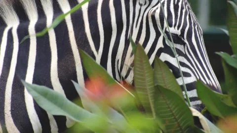 A close-up of young zebra eating grass. High quality footage. Stock Footage 341344734