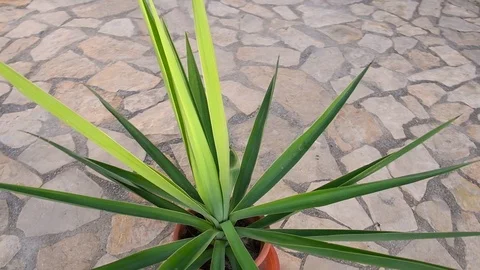 Close-up of yucca, camera flying around. 360° surround view camera. Stock Footage 116546785
