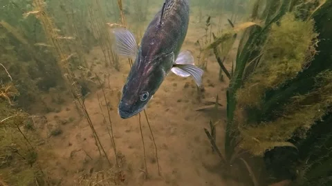 Close Up on Zander Head and Pectoral Fins Stock Footage 337005379
