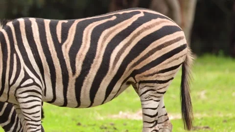 Close Up of Zebra Body and Striped Pattern Grazing Outdoors 動画素材 346664526