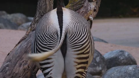 Close up of a Zebra bud Stock Footage 256108037