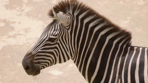 Close up of Zebra in captivity Stock-Footage 170998824