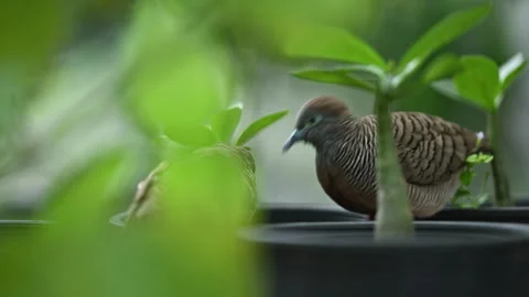 Close Up of Zebra Doves Preening Each Other Stock Footage 348122014