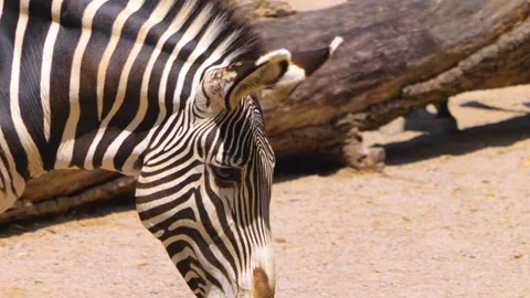 Close up of a Zebra drinking Stock Footage 256108068