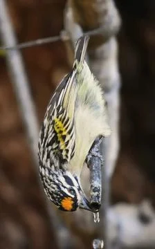 Close-up of a zebra drinking water from a river in nature Stock Photos