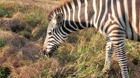 Close up of zebra eating grass field on the in a national park Stock-Footage 154568015