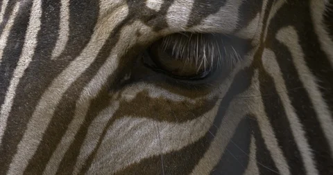 Close up of zebra eye in 10bit HDR, HLG Stock-Footage 99989483
