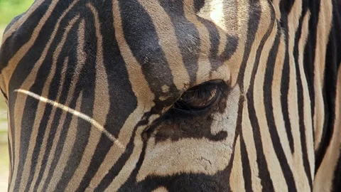 Close up of zebra eye. Stock Footage 310344208