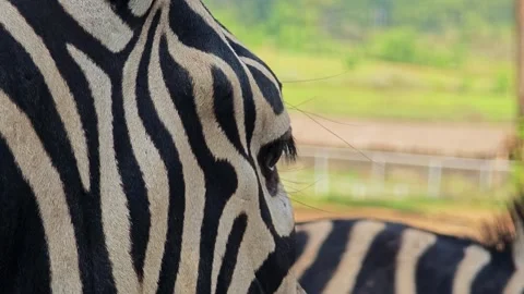 Close up of zebra eye. Stock Footage 310344221