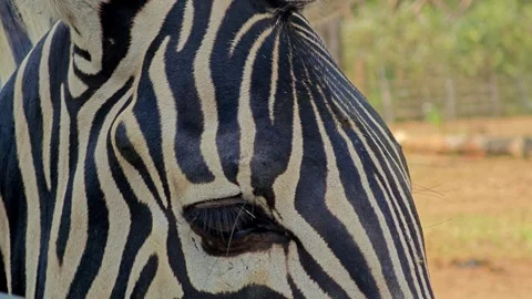 Close up of zebra eye. Stock Footage 310344235
