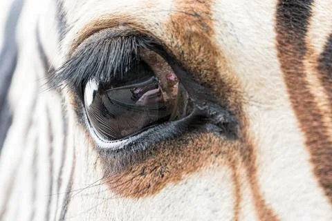 Close-up of zebra eye Stock Photos