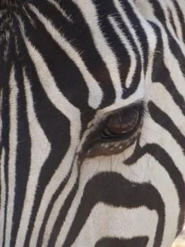 Close up of a zebra eye Stock Photos