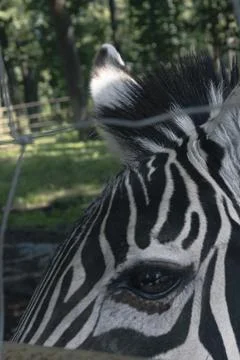 Close up of zebra eyes, fur texture Stock Photos